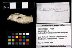 Foto (Objekt + Etiketten) von Laeviprosopon sp. 